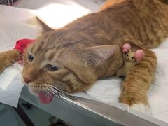 -艾贝尔宠物医院·24H转诊中心·肿瘤猫专科(江宁双龙店)