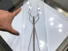 -上海昆虫博物馆