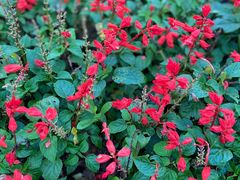 -铁山坪森林公园