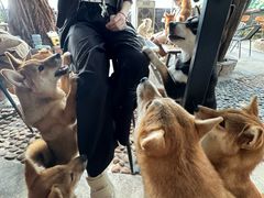 -柴犬高等学院·狗咖·柴犬售卖·宠物训练
