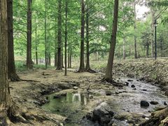 -白水寺森林公园