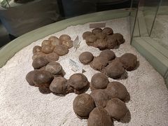 -重庆自然博物馆(新馆)