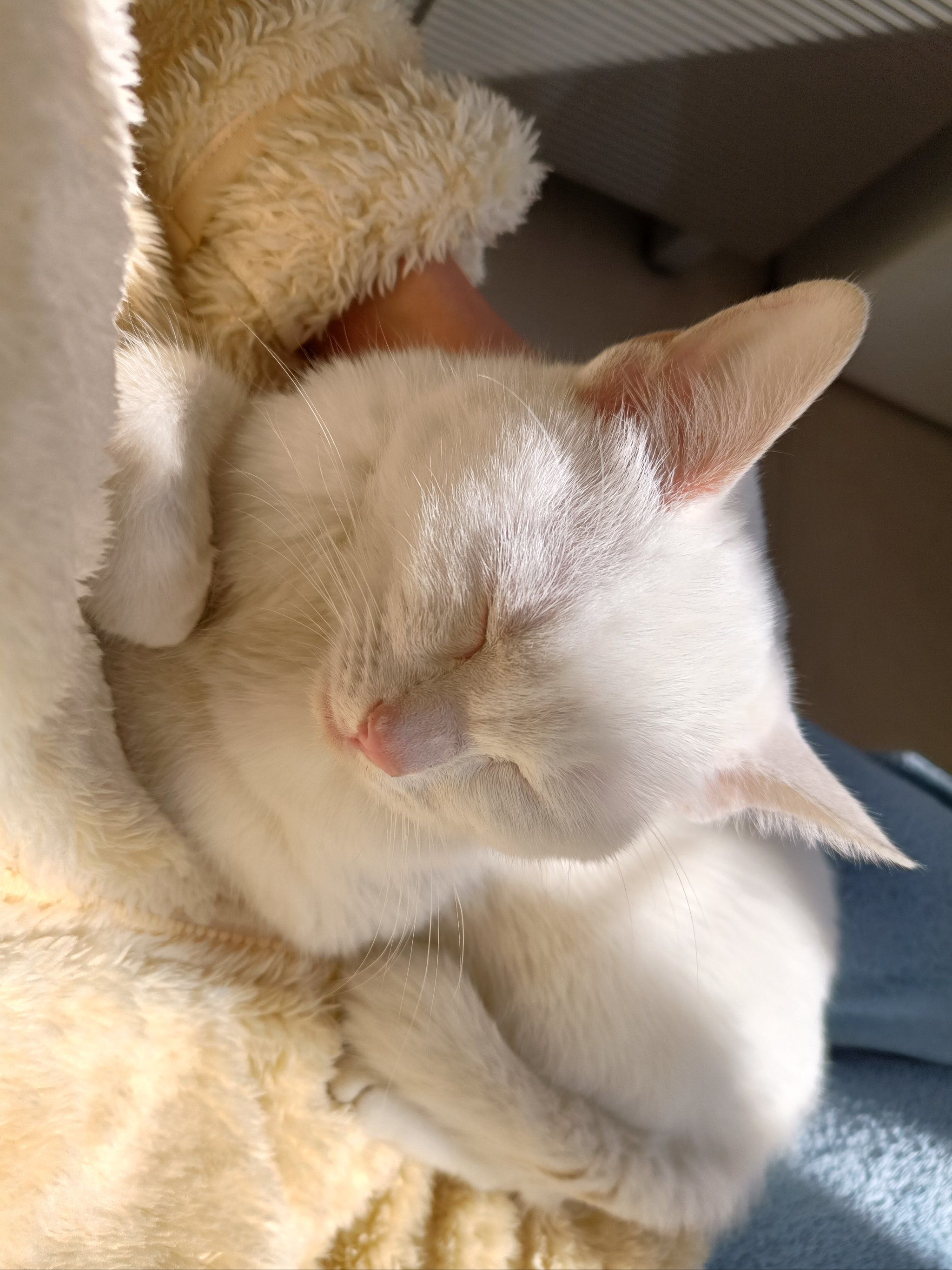 午睡猫咪超治愈