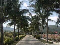 -亚龙湾国际玫瑰谷