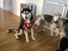 -Husky Go! 哈士奇体验馆·宠物咖啡厅狗咖