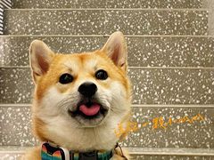 -茉酸奶(春熙路店)