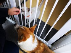 -伟伟宠物医院·瑞派猫友好医院·猫科(光谷店)