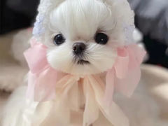 -萌宠之家·腊肠犬·马尔泰·小体犬舍