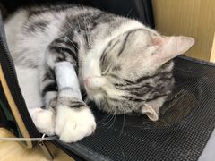 -美联众合动物医院·24h京西诊疗中心