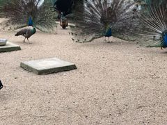-苏州上方山国家森林公园