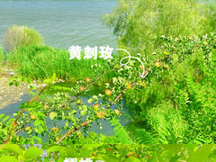 -沈阳鸟岛