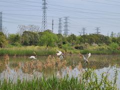 -上海长兴岛郊野公园