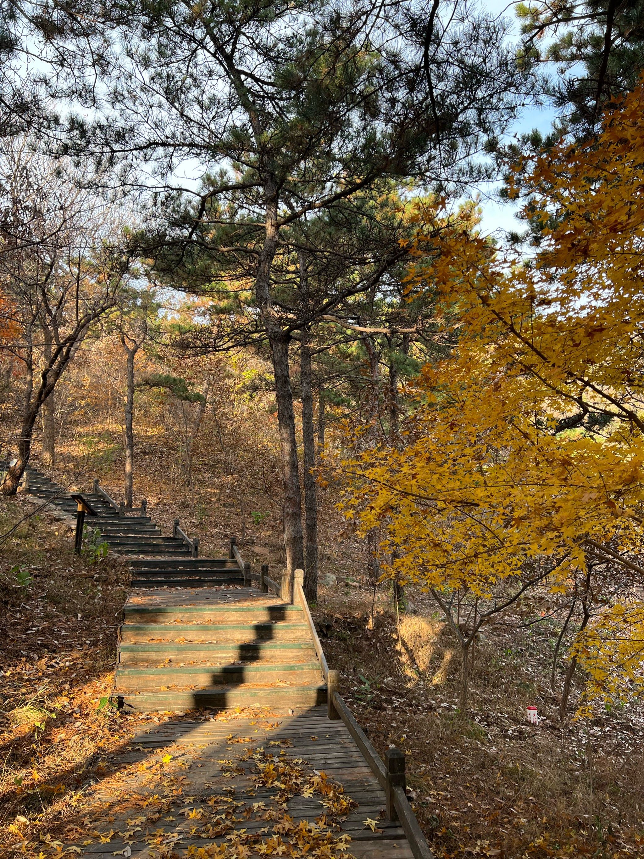 漫步林间秋色中西山森林公园