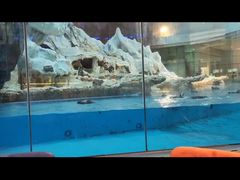 -帝企鹅自助餐厅•儿童岛•真企鹅(长隆企鹅酒店)