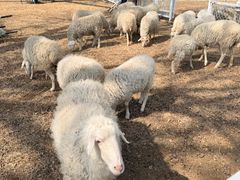 -大连铭湖国际观光牧场