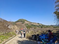 -新建村梅花