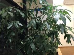 -德克士(砂之船奥特莱斯店)