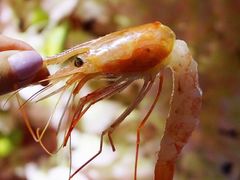 -富山日式料理(宽厚里店)