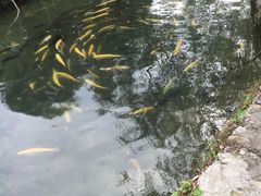 -可心烤鱼