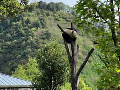 -卧龙中华大熊猫苑神树坪基地