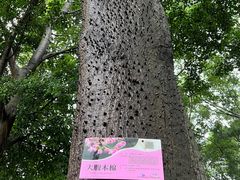 -顺峰山公园