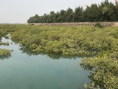 -北海金海湾红树林生态旅游区