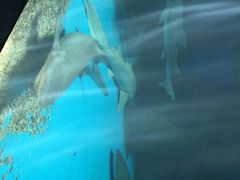 泉城极地海洋世界-泉城欧乐堡海洋极地世界