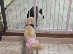 -百好乐宠物友好餐厅(朝外大街店)