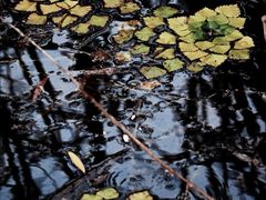 -昆山城市生态森林公园