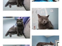 -喵的天空名猫咖啡馆·撸猫·猫舍·用品