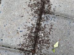 -安徽医科大学第一附属医院(绩溪路院区)