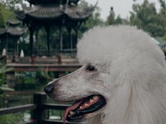 -黄龙溪古镇