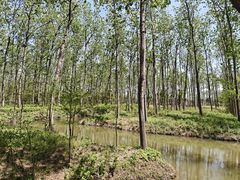 -合肥滨湖国家森林公园