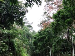 -火炉山森林公园