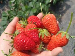 -谭家菜农夫山庄