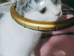 -睿金宠物医院·CT·肿瘤·骨外科