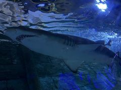 -悉尼海洋生物水族馆