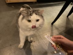 -Mr.Fox狐狸先生超级密室(南山店)
