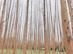 -东平国家森林公园