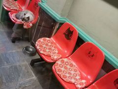 -猫咪博物馆(顶澳仔猫街店)