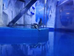 -多彩贵州城极地海洋世界