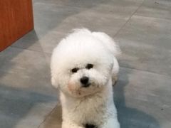 -萌宠之家·腊肠犬·马尔泰·小体犬舍