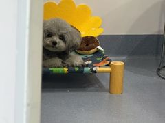 -宠物星动物医院·眼科·异宠·猫科(江南大道总院)