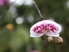 -莫里热带雨林景区