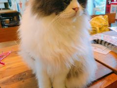 -李小姐の猫咖啡馆(五角场店)