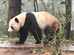 -中国大熊猫保护研究中心雅安碧峰峡基地