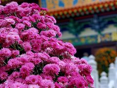 -宝莲禅寺