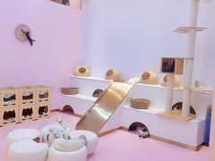 -爪爪喵星球·猫舍(前海卓越店)