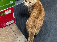 -胖哥川菜馆(武东路店)