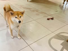 -柴务处·柴犬主题狗咖